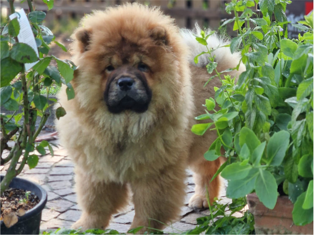 Crown Chows Palace Kennel cucciolo di chow chow femmina