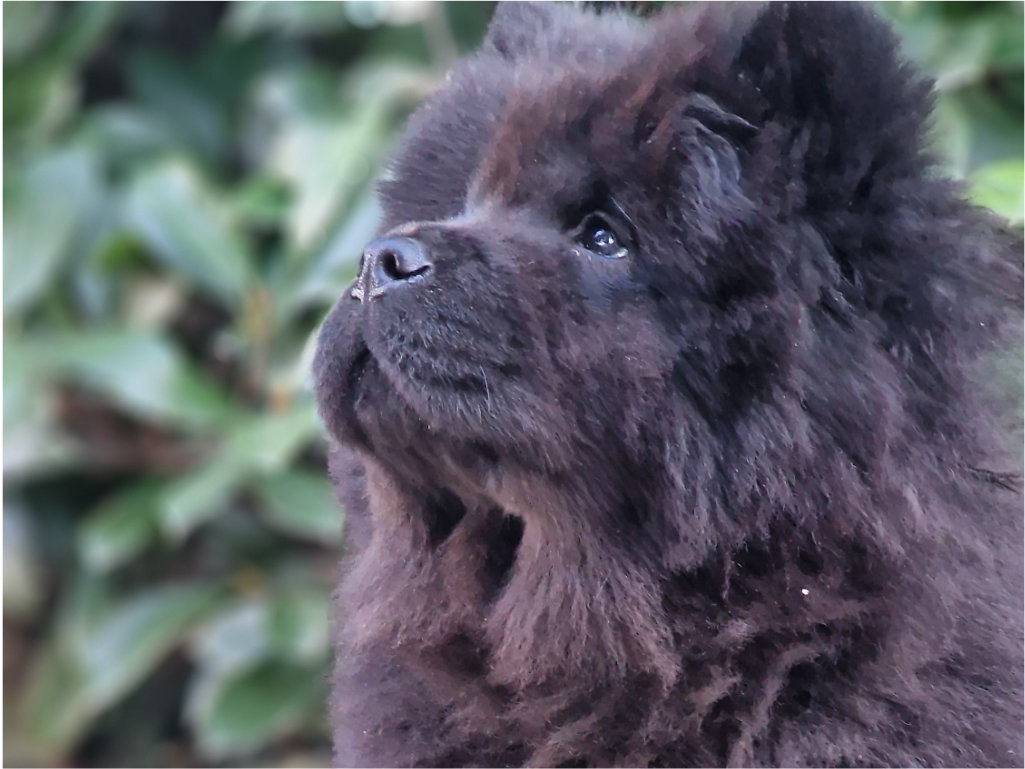 Miss Anastasia Tremaine