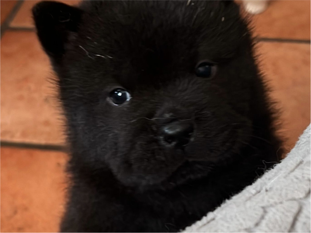 Bon Bon Bleau Maschio Nero Pelo Corto