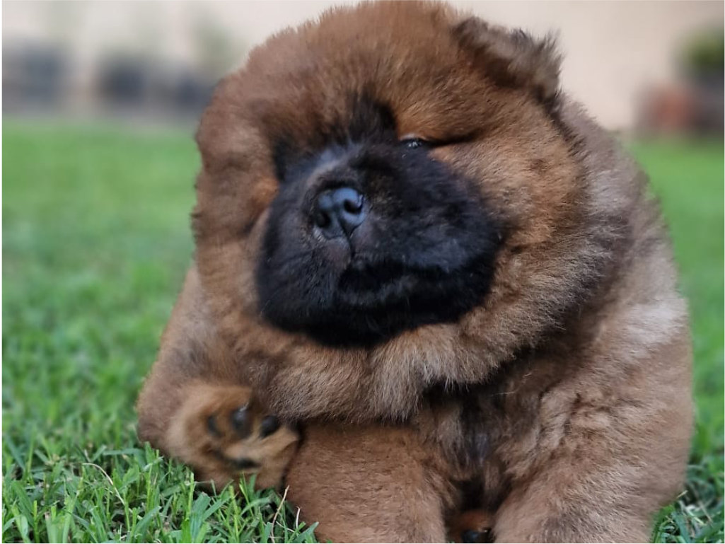 Crown Chows Palace Kennel cucciolo di chow chow maschio