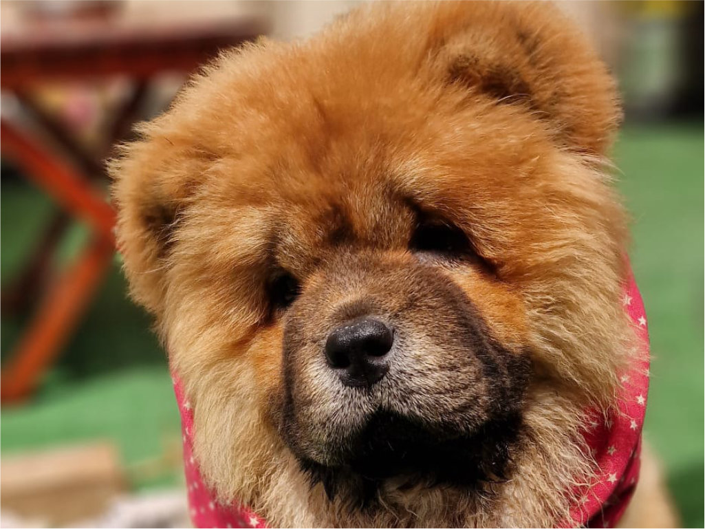 Crown Chows Palace Kennel cucciolo di Chow Chow femmina