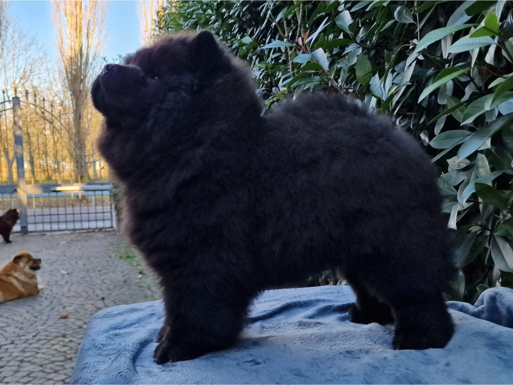 Maschio nero pelo lungo