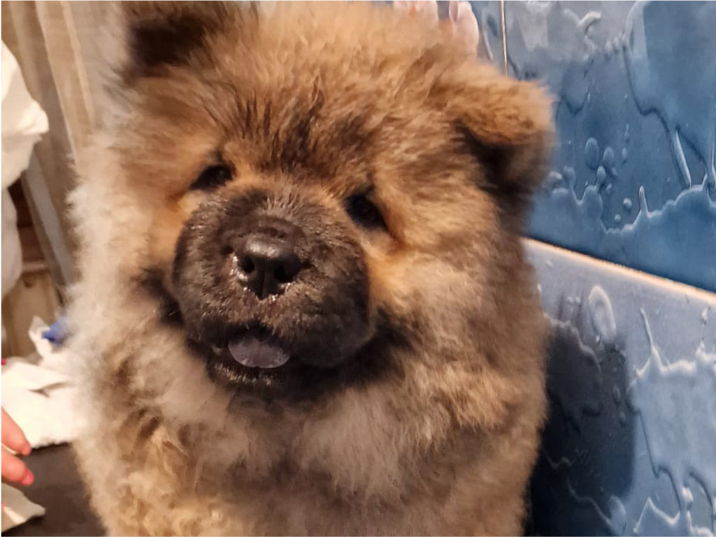 Crown Chows Palace Kennel cucciolo di chow chow rossa