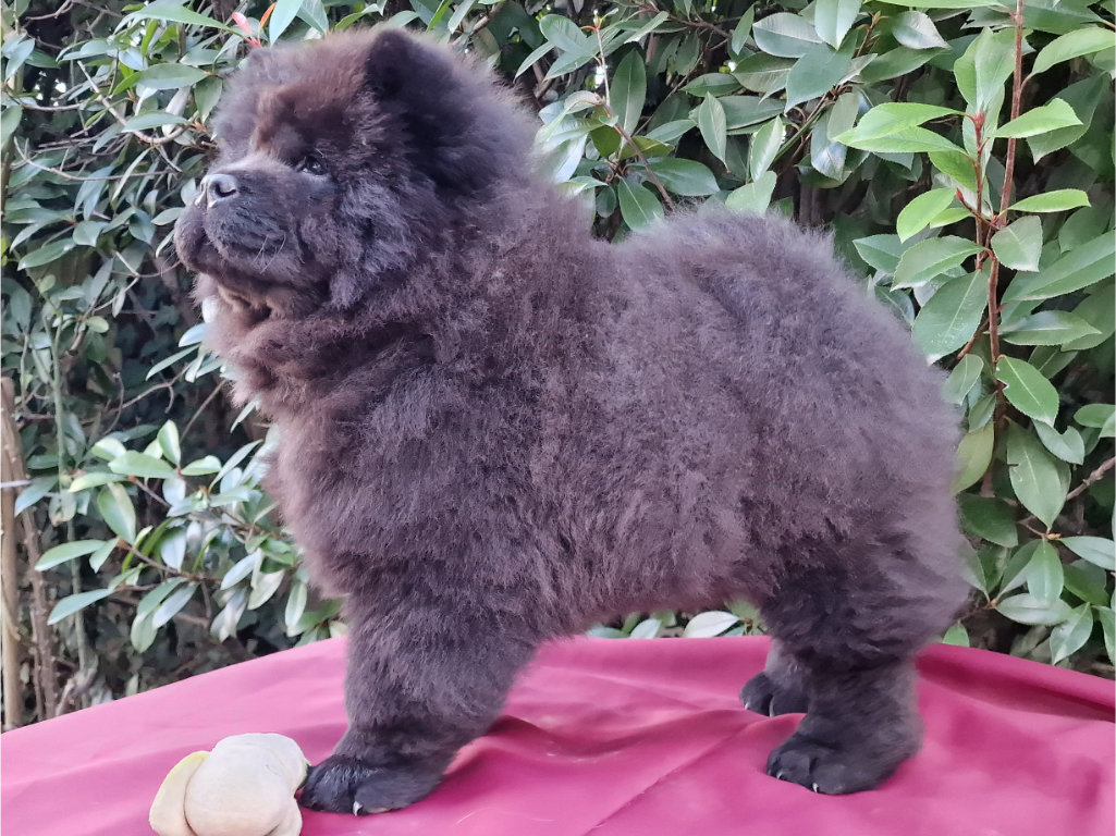 Femmina nera pelo lungo