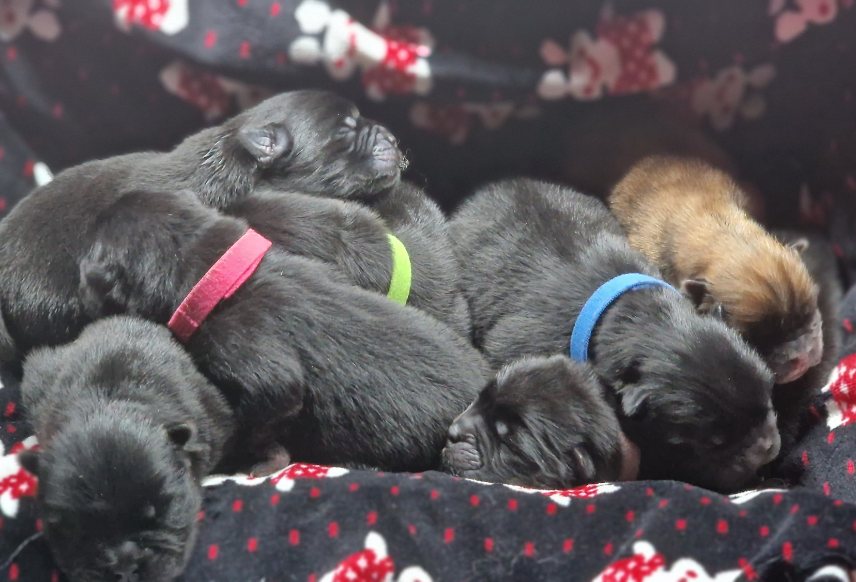Cuccioli di Chow Chow